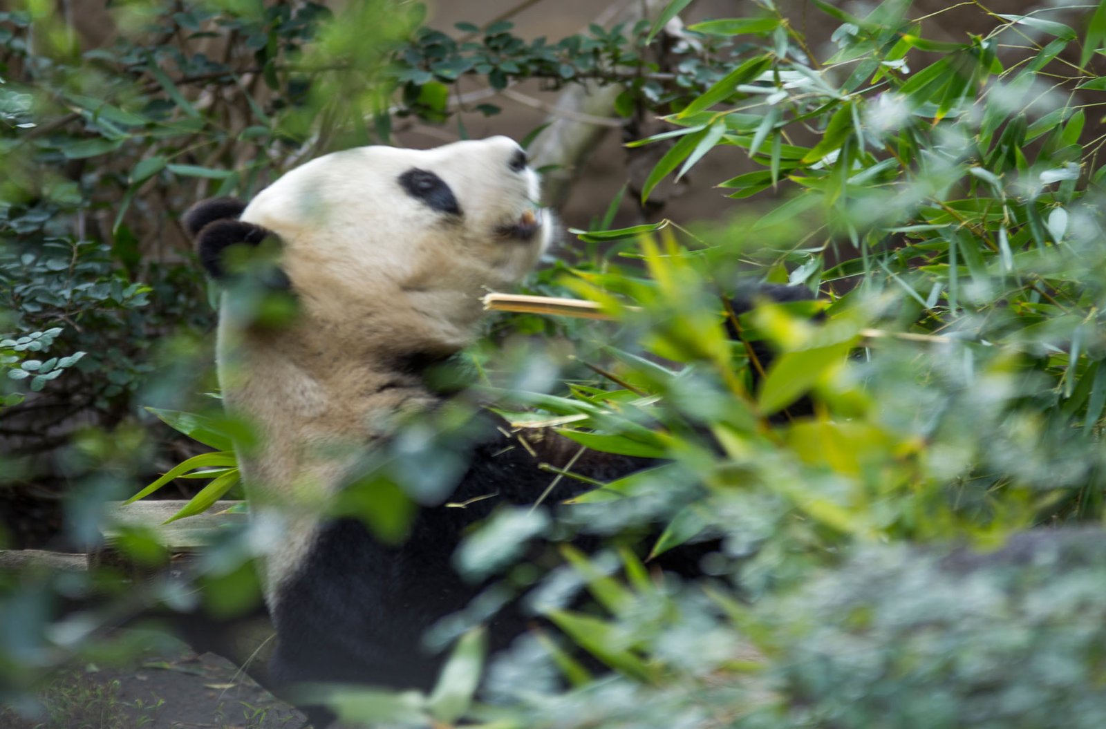 San Diego Zoo Part I 179